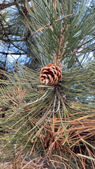 Pinus nigra