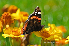 Vanessa atalanta