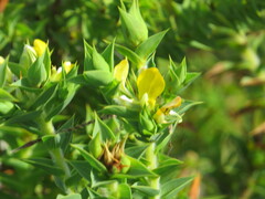 Aspalathus cordata