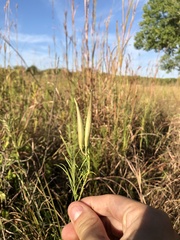 Asclepias verticillata
