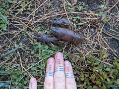 Pacifastacus leniusculus