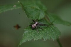 Philodromus aureolus