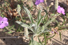 Plantago patagonica