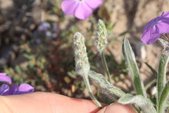 Plantago patagonica