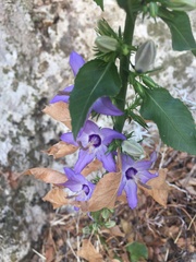 Campanula versicolor