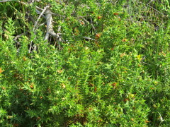 Aspalathus cordata