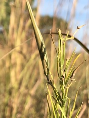 Asclepias verticillata