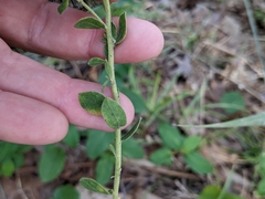 Sericocarpus tortifolius
