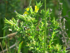 Aspalathus cordata