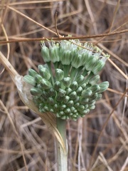 Allium chamaespathum