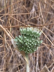 Allium chamaespathum