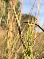 Asclepias verticillata