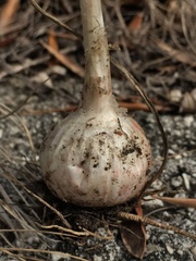 Allium chamaespathum