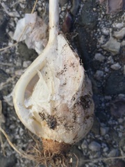 Allium chamaespathum