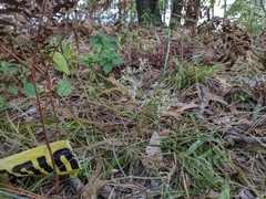 Sericocarpus tortifolius