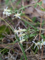 Sericocarpus tortifolius