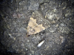 Hydrillodes lentalis