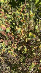 Hypericum hypericoides