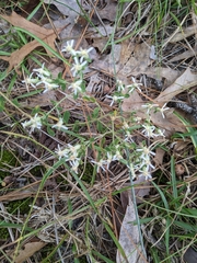 Sericocarpus tortifolius