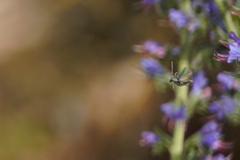 Phytoecia caerulescens