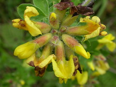 Chamaecytisus supinus