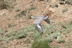 Ibidorhyncha struthersii