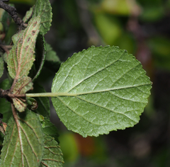 Pterostemon rotundifolius