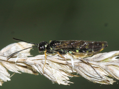 Cephidae