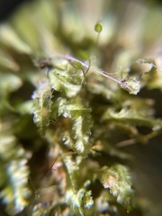 Homalia trichomanoides
