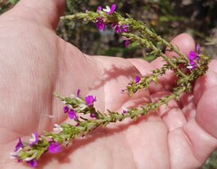 Muraltia macropetala