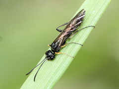 Cephidae