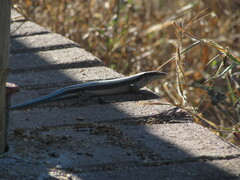 Trachylepis margaritifera