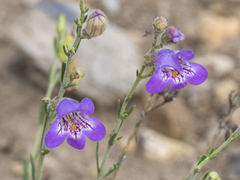 Penstemon linarioides