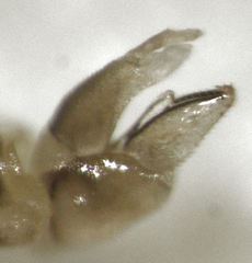 Cryptoneossa triangula