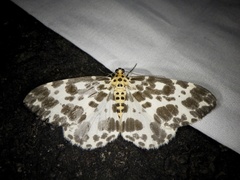 Dilophodes elegans elegans