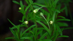 Erigeron hyssopifolius