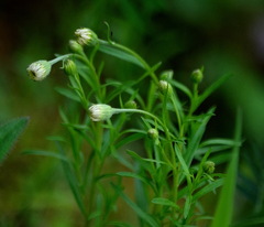 Erigeron hyssopifolius