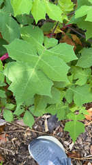 Polymnia canadensis
