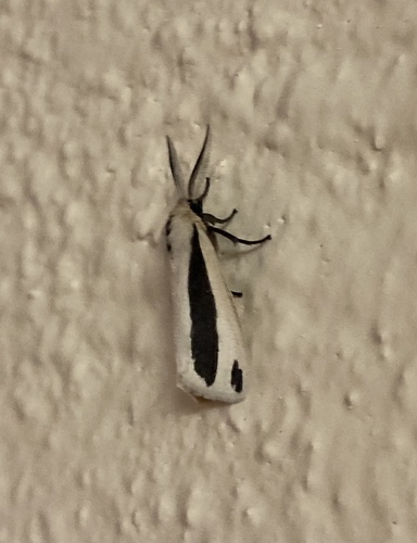 Epilacydes scita
