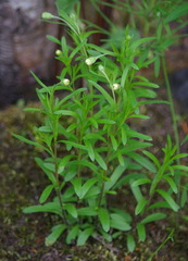Erigeron hyssopifolius