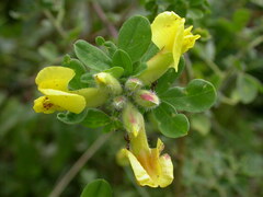 Chamaecytisus supinus