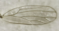 Cryptoneossa triangula