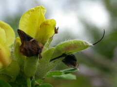 Chamaecytisus supinus