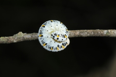 Cimbex quadrimaculatus