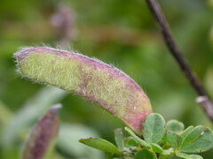 Chamaecytisus supinus