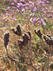 Limonium glomeratum