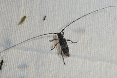 Acanthocinus griseus