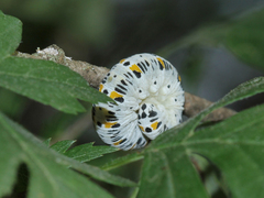 Cimbex quadrimaculatus