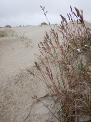 Festuca richardsonii
