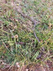 Zamenis longissimus